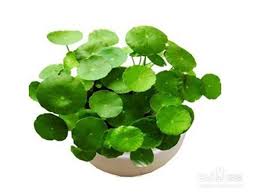 「香菇草」的圖片搜尋結果