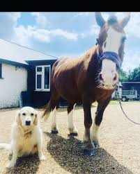 Image result for Weybridge Equestrian Centre