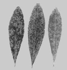 Attēlu rezultāti vaicājumam “Daphne mezereum leaf”