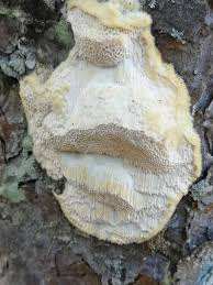 Attēlu rezultāti vaicājumam “Diplomitoporus flavescens”