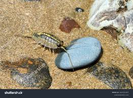 Attēlu rezultāti vaicājumam “Talitrus saltator”