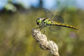 Attēlu rezultāti vaicājumam “Sympetrum flaveolum”