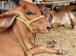 Image result for ganado bovino