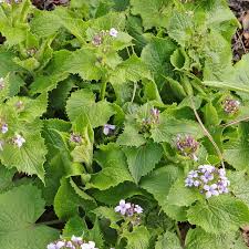Attēlu rezultāti vaicājumam “Lunaria rediviva leaf”