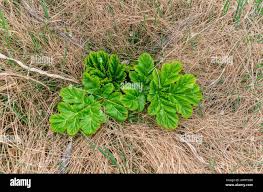 Attēlu rezultāti vaicājumam “Heracleum sosnowskyi leaf”