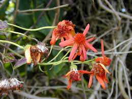 Attēlu rezultāti vaicājumam “Chenopodium acerifolium flower”