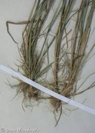 Attēlu rezultāti vaicājumam “Agrostis canina leaf”