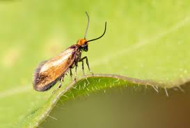 Attēlu rezultāti vaicājumam “Micropterix aureatella”