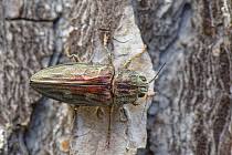 Attēlu rezultāti vaicājumam “Chalcophora mariana”