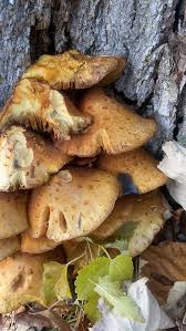 Attēlu rezultāti vaicājumam “Pholiota aurivella”