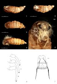 Attēlu rezultāti vaicājumam “Proutia betulina larva”