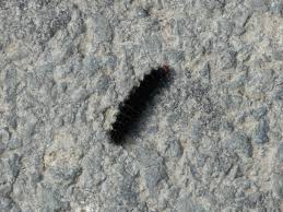 Attēlu rezultāti vaicājumam “Melitaea cinxia”