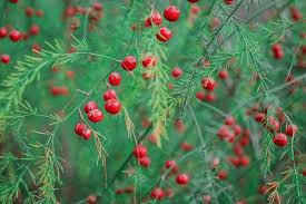 Attēlu rezultāti vaicājumam “Asparagus officinalis leaf”