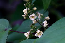 Attēlu rezultāti vaicājumam “Catalpa ovata”
