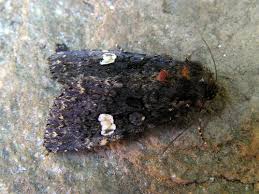 Attēlu rezultāti vaicājumam “Melanchra persicariae”