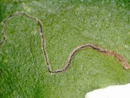 Attēlu rezultāti vaicājumam “Bucculatrix rhamniella”