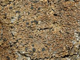 Attēlu rezultāti vaicājumam “Hypocenomyce scalaris”