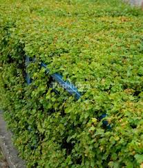 Attēlu rezultāti vaicājumam “Ribes alpinum”