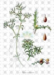 Attēlu rezultāti vaicājumam “Najas minor leaf”