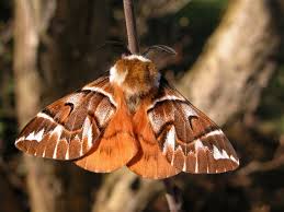 Attēlu rezultāti vaicājumam “Endromis versicolora”