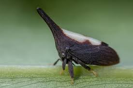 Attēlu rezultāti vaicājumam “Membracidae”