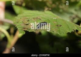 Attēlu rezultāti vaicājumam “Agelastica alni larva”