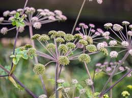 Attēlu rezultāti vaicājumam “Angelica sylvestris leaf”