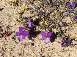 Attēlu rezultāti vaicājumam “Viola tricolor subsp. curtisii bud”