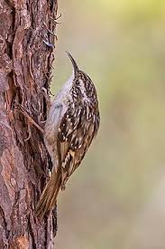 Attēlu rezultāti vaicājumam “Certhia familiaris adult”
