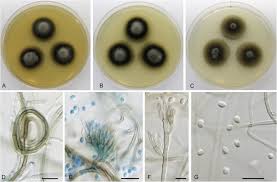 Attēlu rezultāti vaicājumam “Hyaloscypha hyalina”