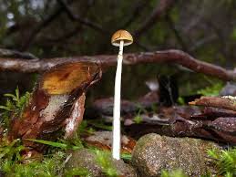 Attēlu rezultāti vaicājumam “Protostropharia alcis”