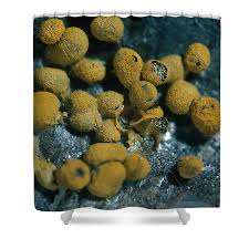 Attēlu rezultāti vaicājumam “Badhamia nitens”