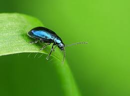 Attēlu rezultāti vaicājumam “Altica sp.”