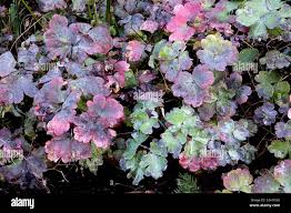 Attēlu rezultāti vaicājumam “Aquilegia vulgaris leaf”