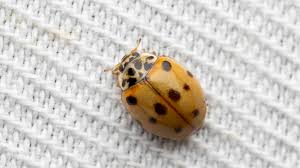 Attēlu rezultāti vaicājumam “Adalia decempunctata”