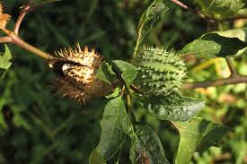 Image result for Datura stramonium