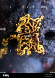 Attēlu rezultāti vaicājumam “Hemitrichia serpula macro”