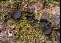 Attēlu rezultāti vaicājumam “Holwaya mucida”