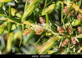 Attēlu rezultāti vaicājumam “Juniperus communis male flower”