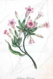 Attēlu rezultāti vaicājumam “Nicotiana tabacum flower”