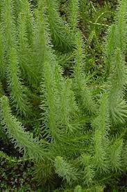 Attēlu rezultāti vaicājumam “Hippuris vulgaris”