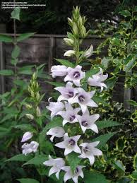 Attēlu rezultāti vaicājumam “Campanula latifolia flower”