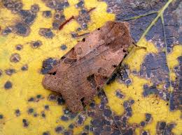 Attēlu rezultāti vaicājumam “Agrochola litura imago”