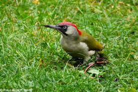 Attēlu rezultāti vaicājumam “Picus viridis”