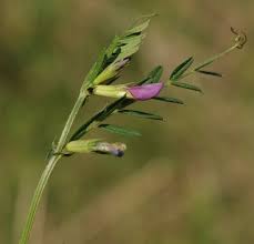 Attēlu rezultāti vaicājumam “Vicia angustifolia flower”