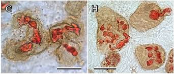 Attēlu rezultāti vaicājumam “Lycogala miserum”