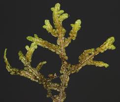 Attēlu rezultāti vaicājumam “Porella platyphylla macro”