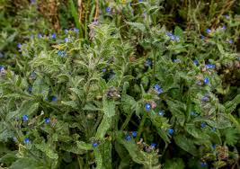 Attēlu rezultāti vaicājumam “Anchusa arvensis leaf”