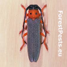 Attēlu rezultāti vaicājumam “Oberea oculata”