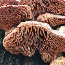 Attēlu rezultāti vaicājumam “Daedalea quercina”